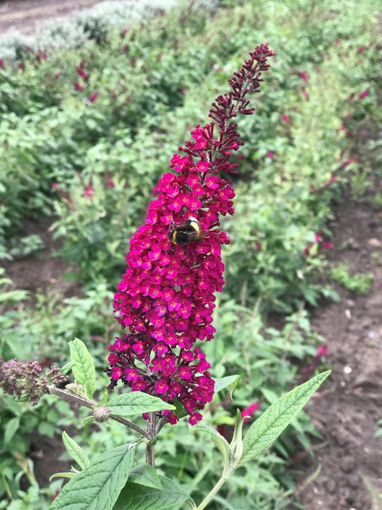 BUDDLEJA-davivii-Reve-de-Papillon-Red-CranRazz-8