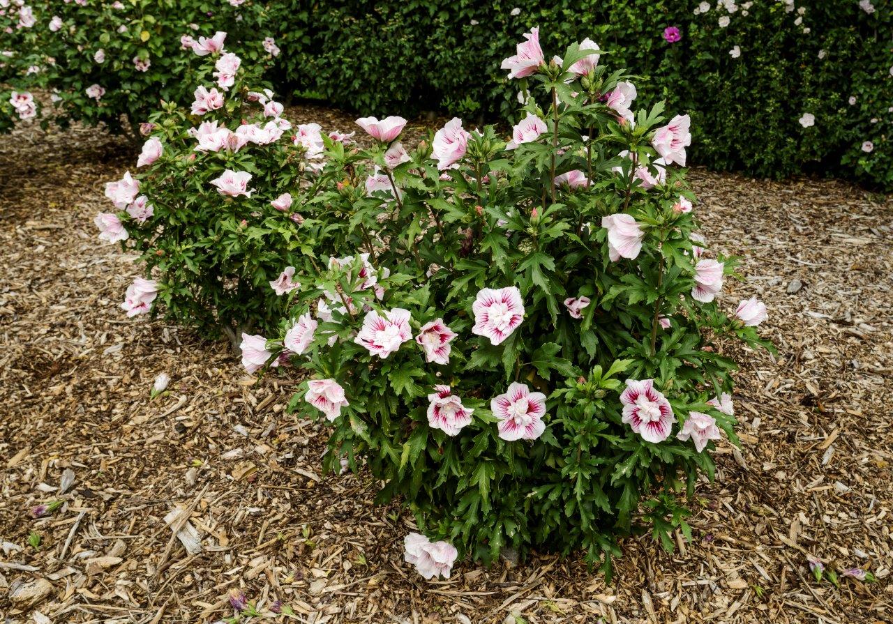 Hibiscus-syriacus-Starburst-Chiffon-10