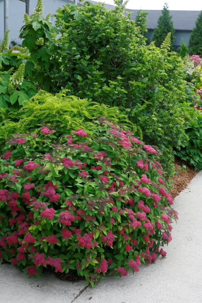 Spiraea-japonica-Double-Play-Red-4