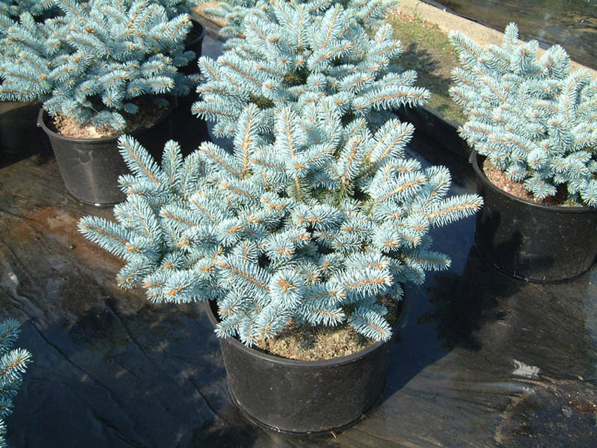 PICEA pungens ´Glauca Globosa´