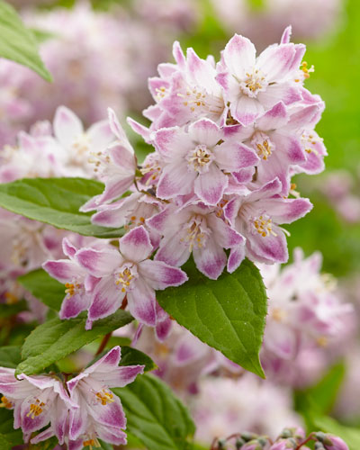 Deutzia-Raspberry-Sundae-16