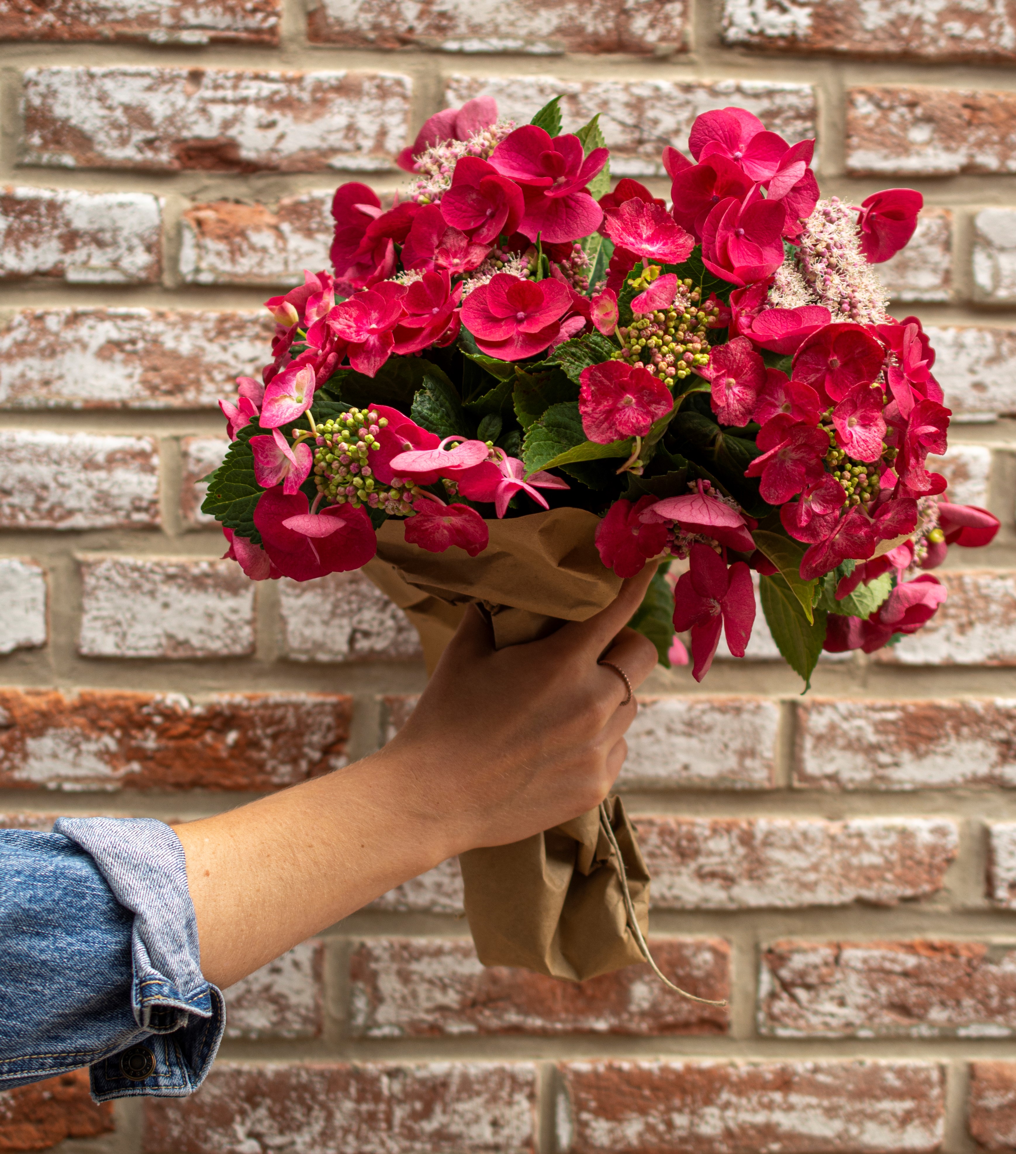 20190614_Hydrangea_Shoot_146bS6H3q8Ecvif3