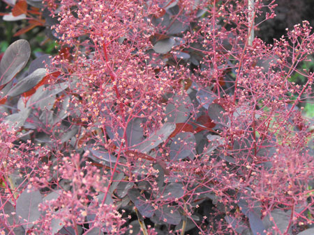 cotinus-coggygria-lilla-14