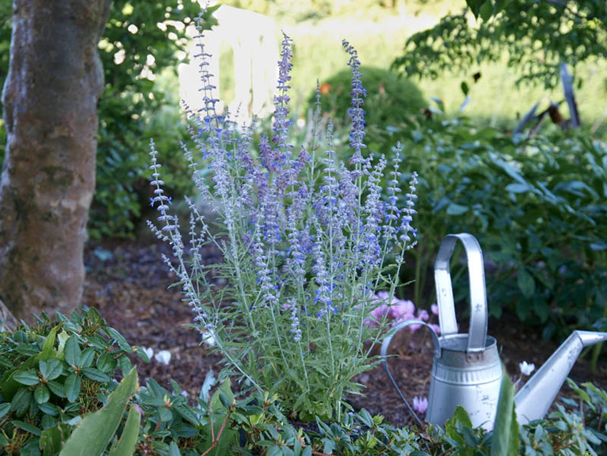 perovskia-atriplicifolia-lacey-blue-2_1