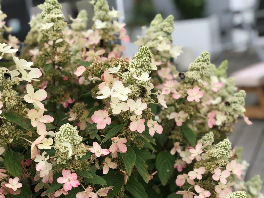HYDRANGEA-paniculata-Magical-Vesuvio-25