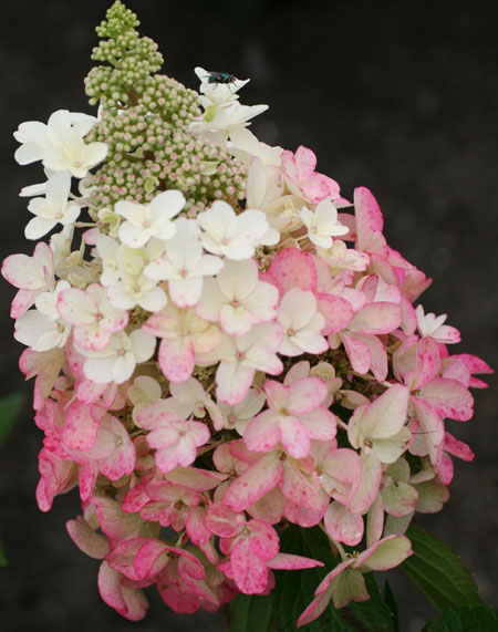 hydrangeavesuvio