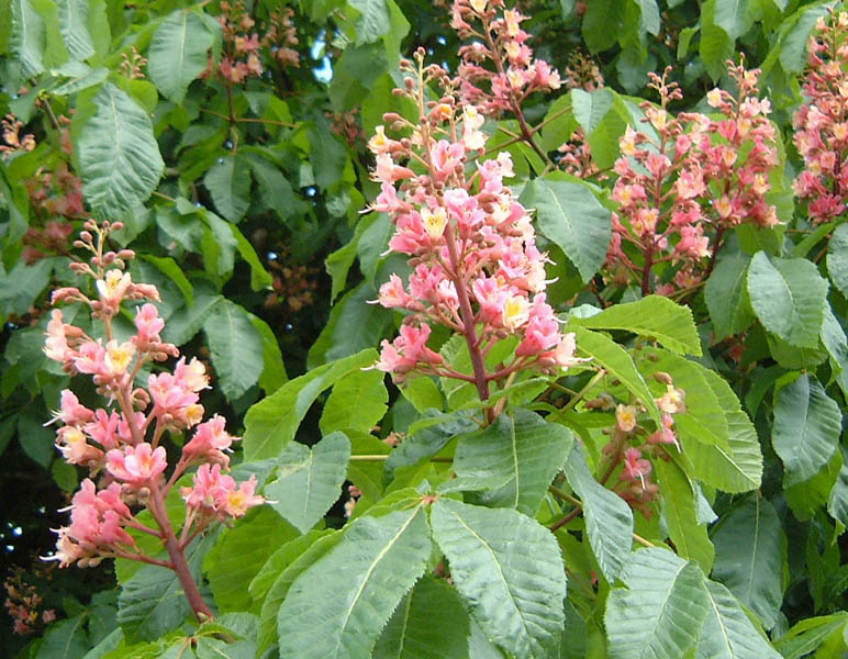 AESCULUS carnea ´Briotii´