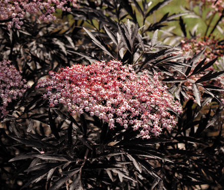 sambucus-nigra-black-lace553f377d63cd9