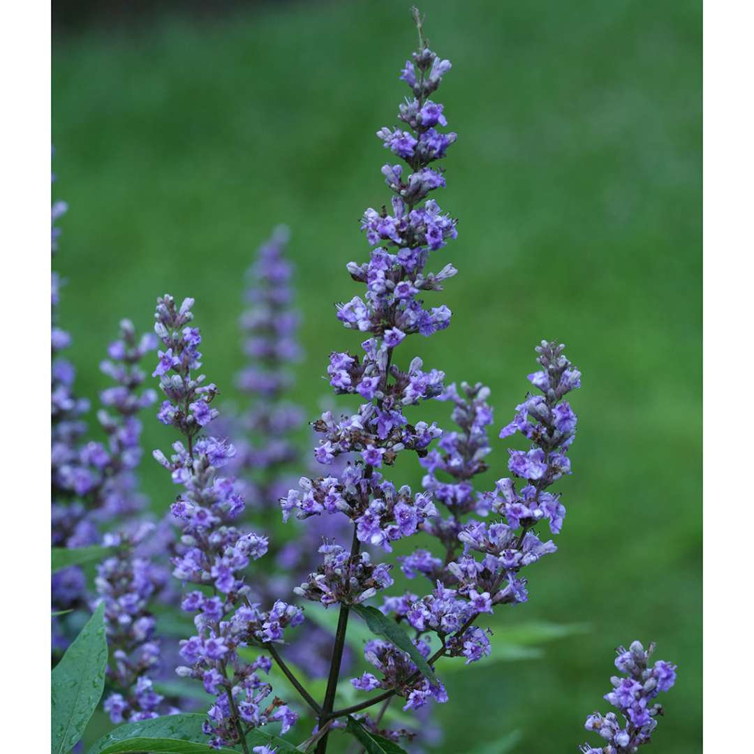 Vitex-agnus-castus-Blue_Diddley-8