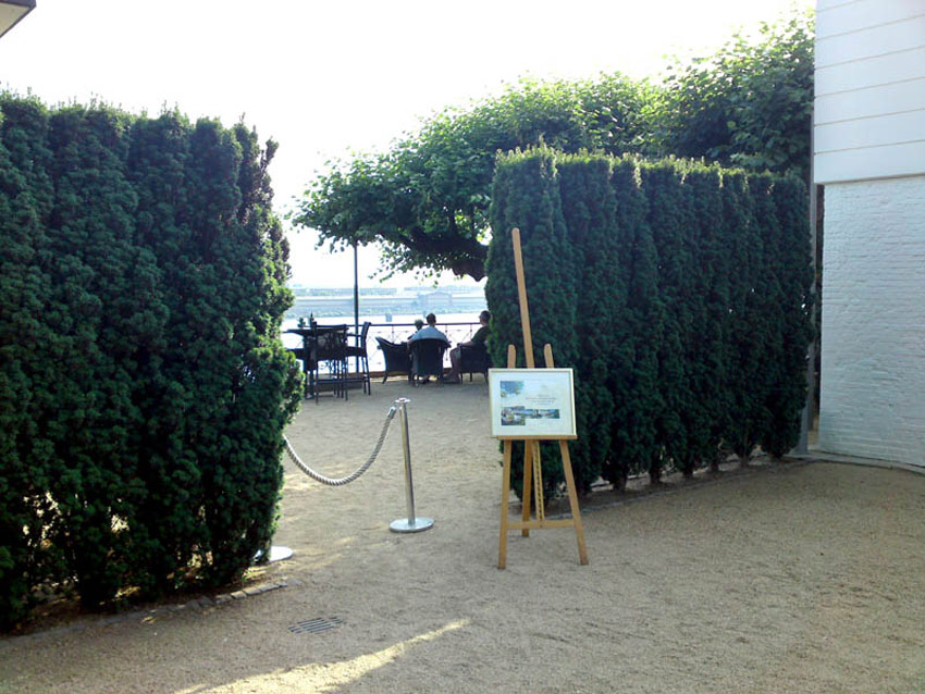 taxus-baccata-fastigiata-robusta-4