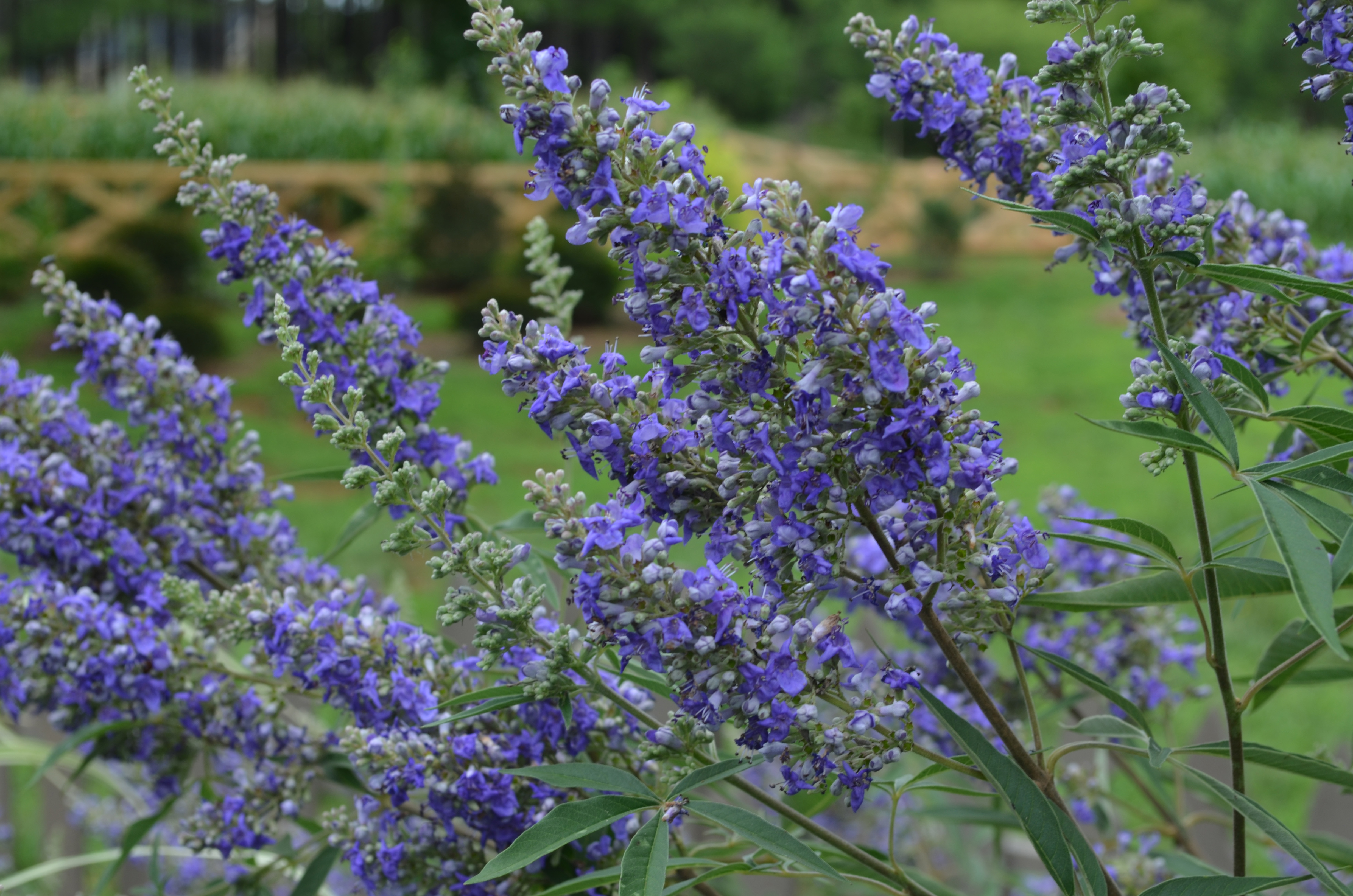 VITEX agnus-castus ´Delta Blues´ (´PIIVAC-I´) FE®