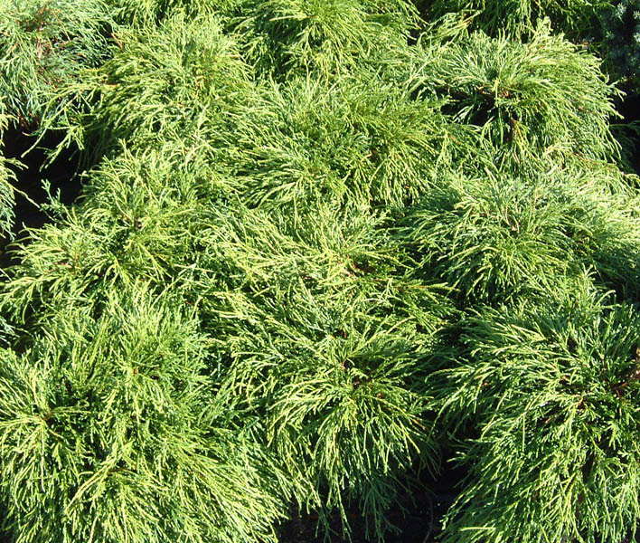 CHAMAECYPARIS pisifera ´Filifera Nana´
