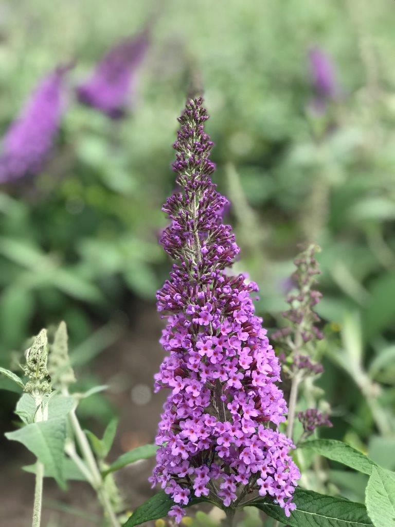 BUDDLEJA-davidii-Reve-de-Papillon-Lavender-True-Blue-14
