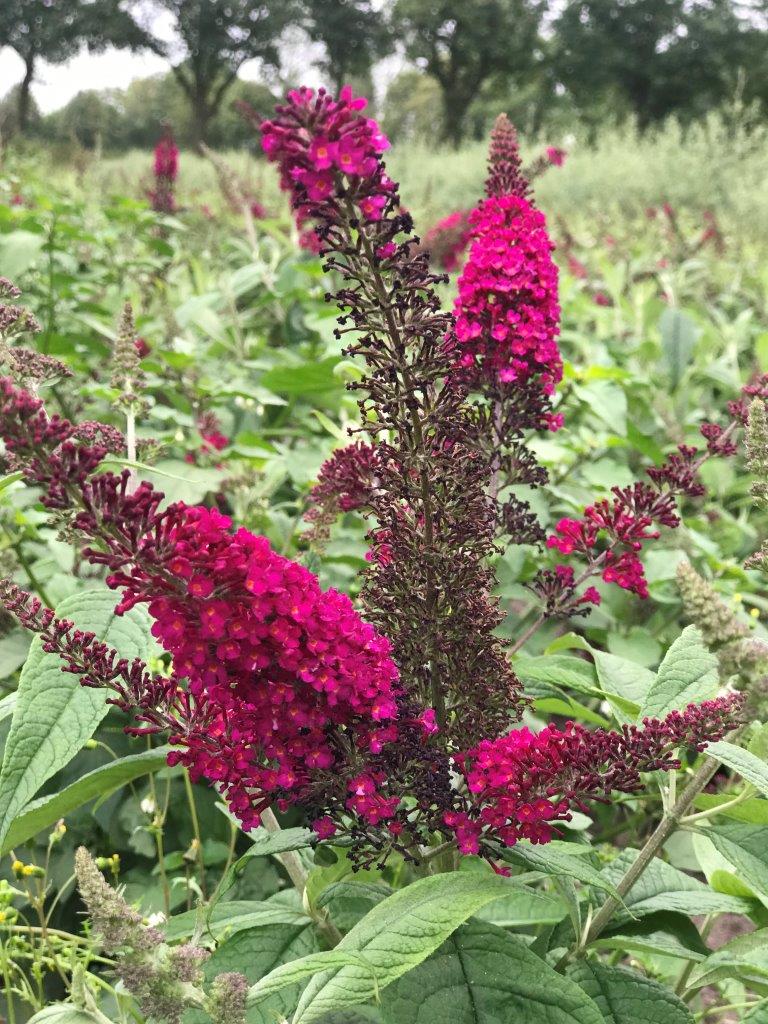 BUDDLEJA-davivii-Reve-de-Papillon-Red-CranRazz-7