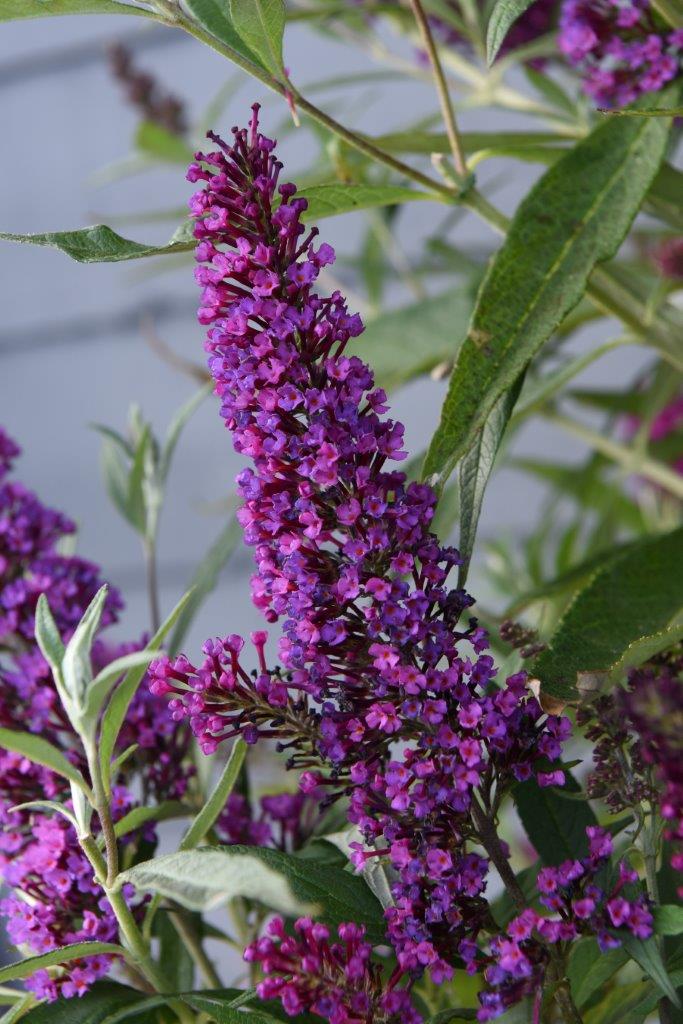 BUDDLEJA-Butterfly-Tower-1