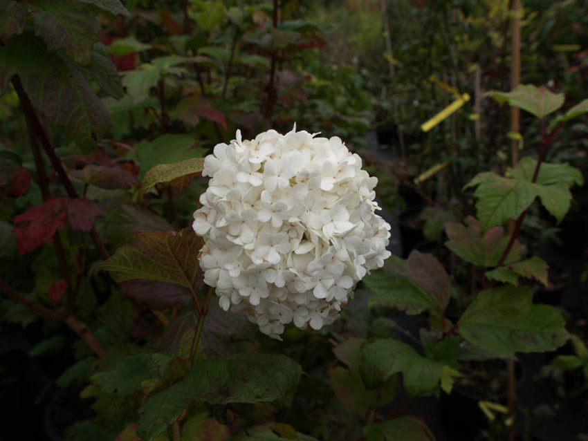viburnum-opulus-roseum-2