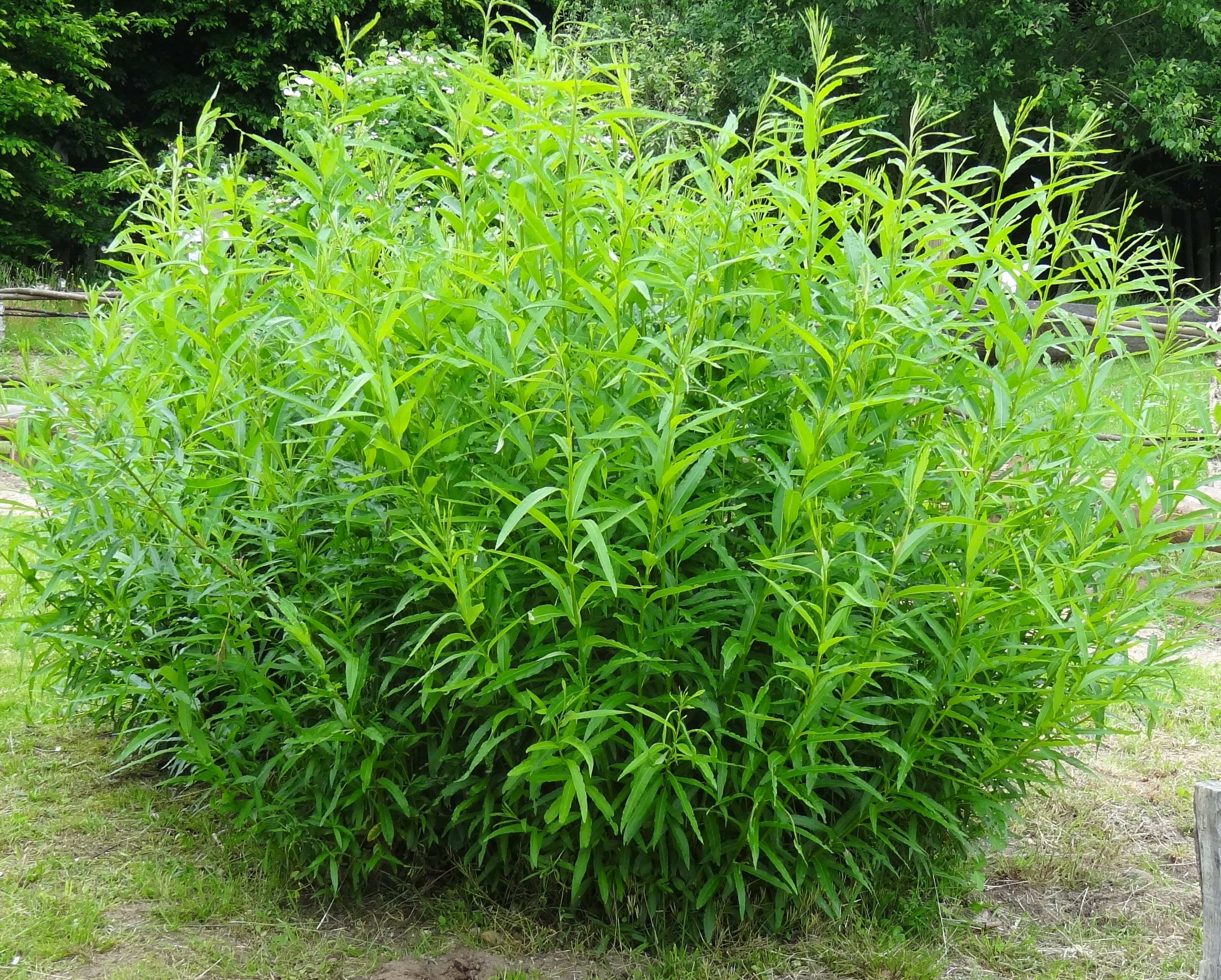 Common Osier, Osier 