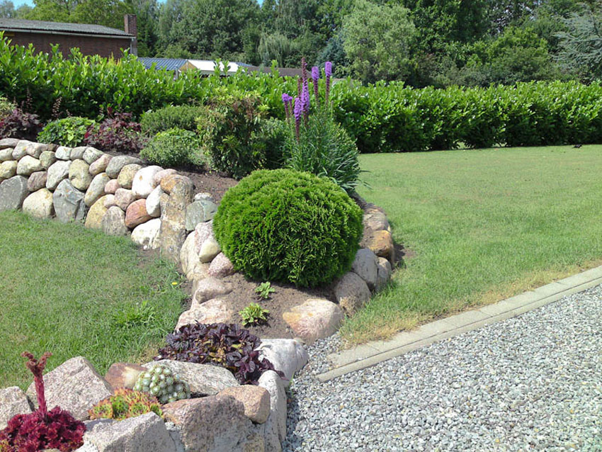 thuja-occidentalis-mecki-33