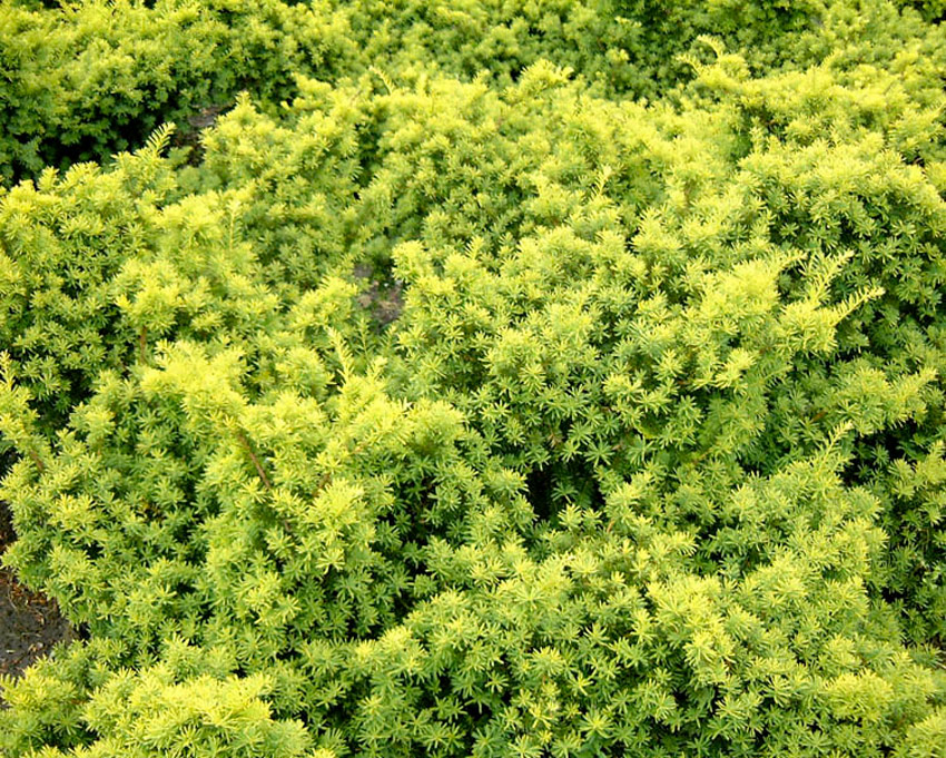 TAXUS baccata ´Summergold´