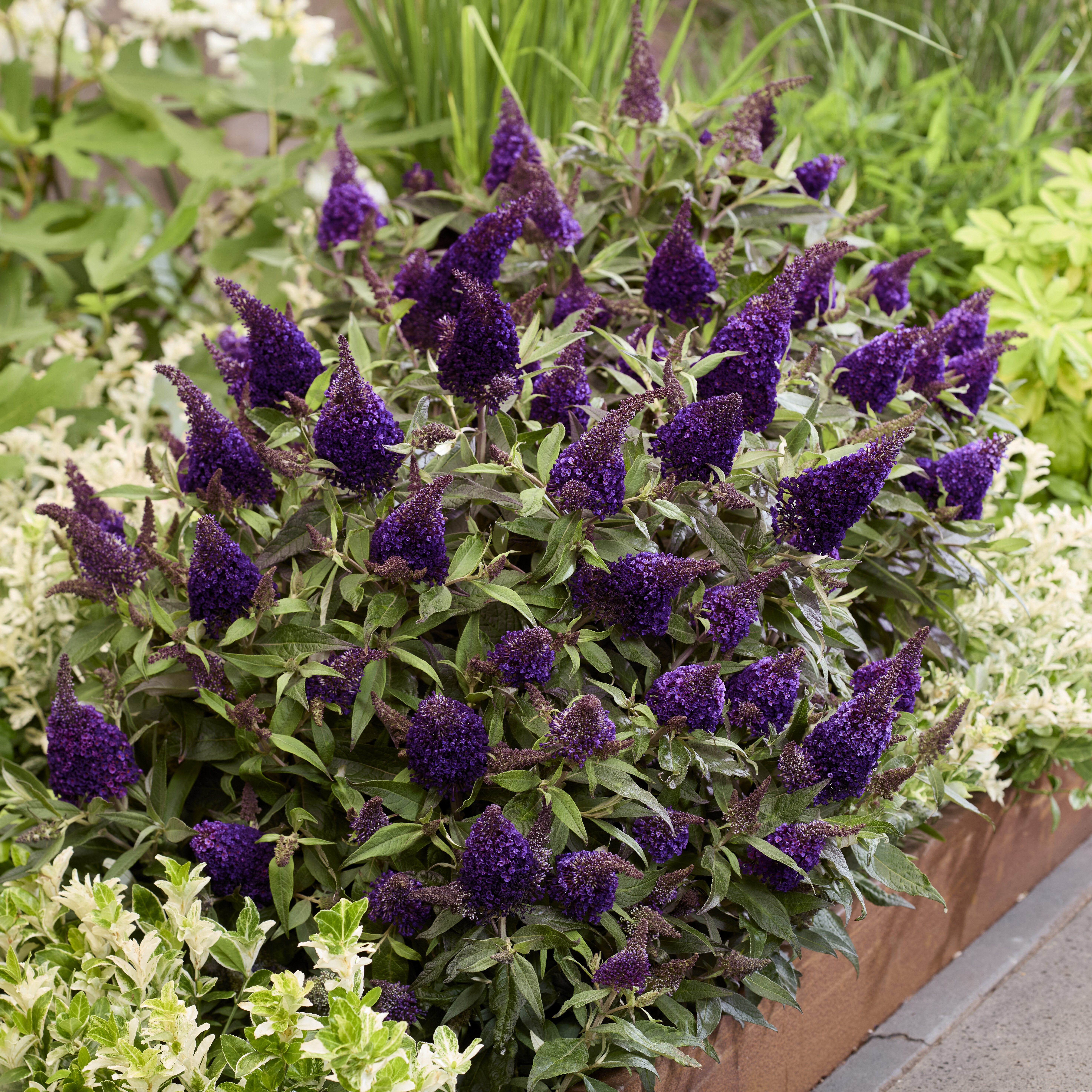 BUDDLEJA davidii ´Butterfly Candy® Little Blackberry´ (´BotEx016`)Ⓢ 
