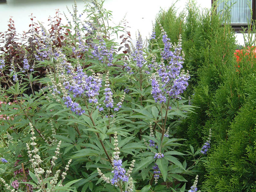 vitex-agnus-castus-latifolia