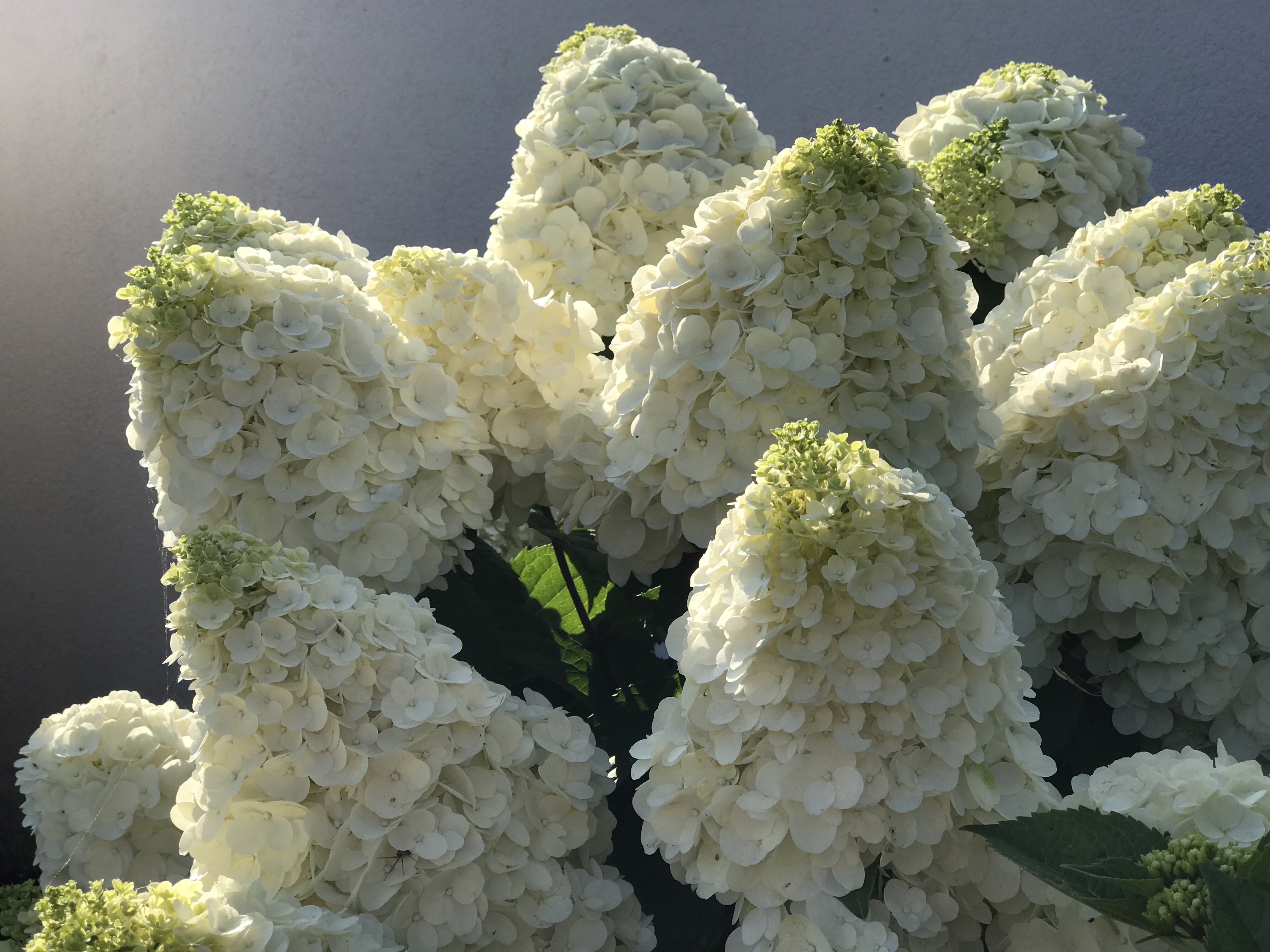 HYDRANGEA paniculata ´Magical® Mont Blanc´ (´Kolmamon´)Ⓢ