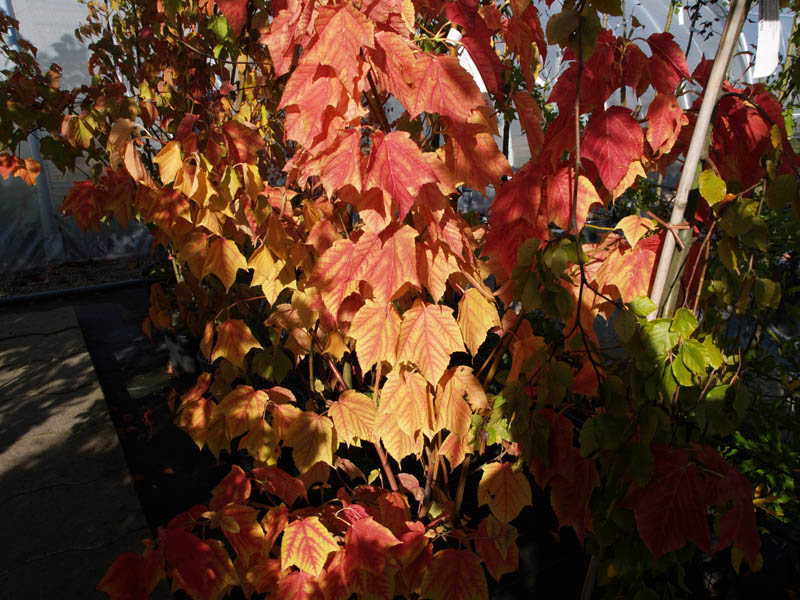 ACER rufinerve