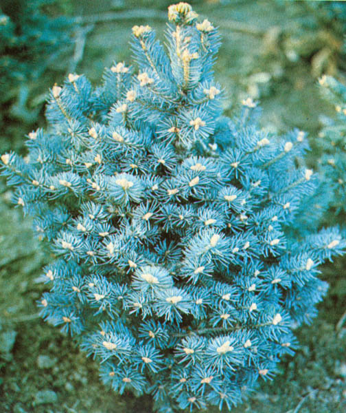 Compact Alpin Fir 