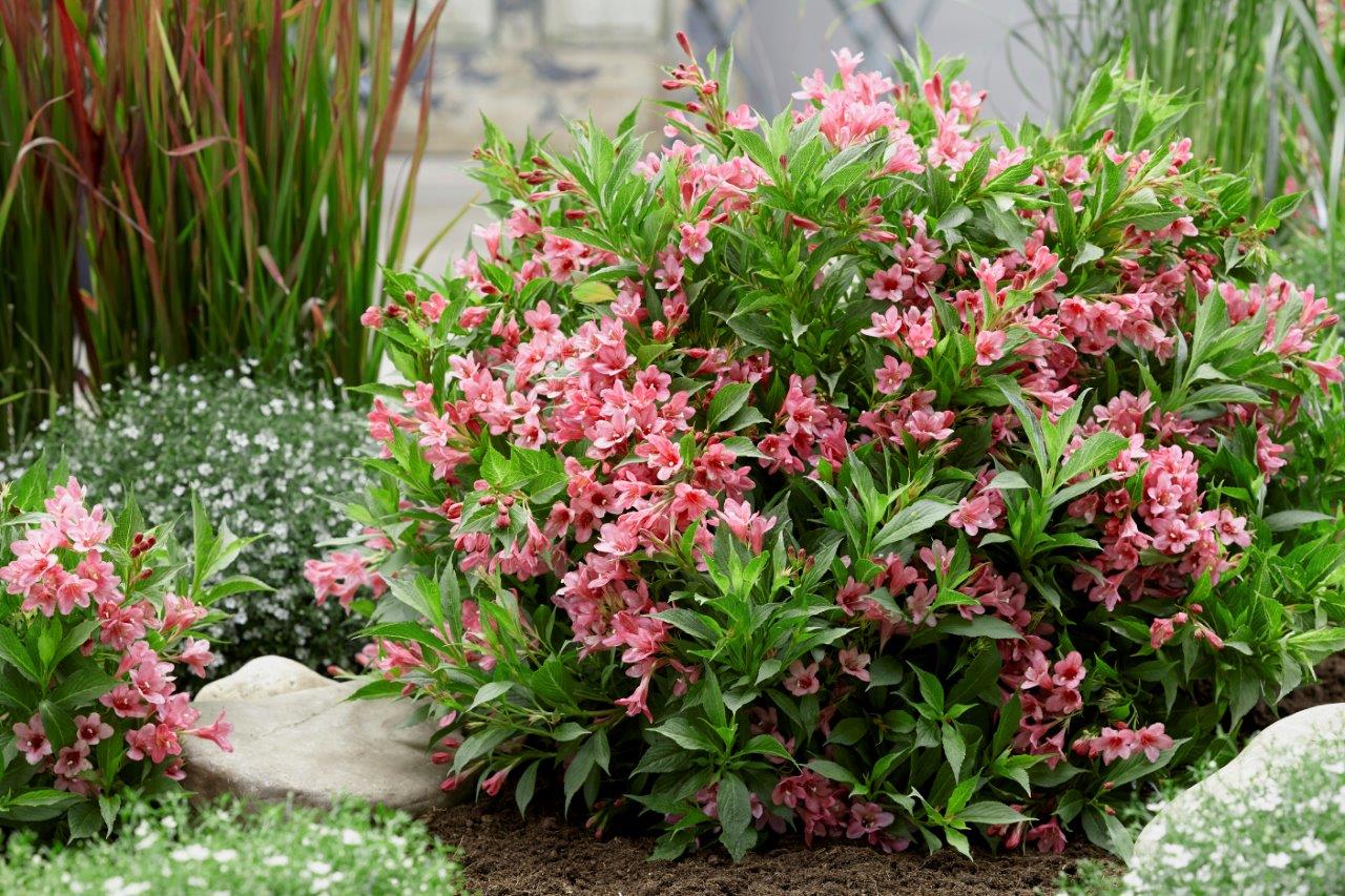 Weigela-Picobella-Rosa-13
