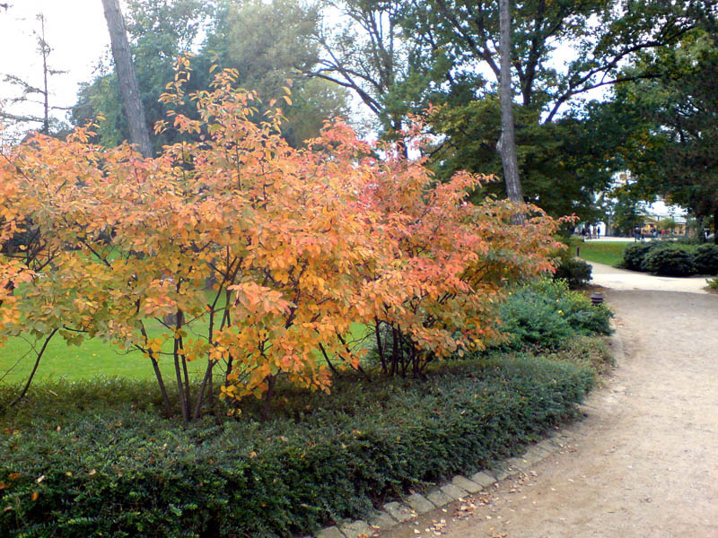 amelanchier-lamarckii-8