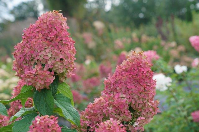 hydrangea-quick-fire-fab-7