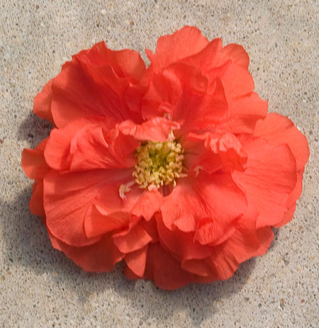 chaenomeles_speciosa_orange_storm_6