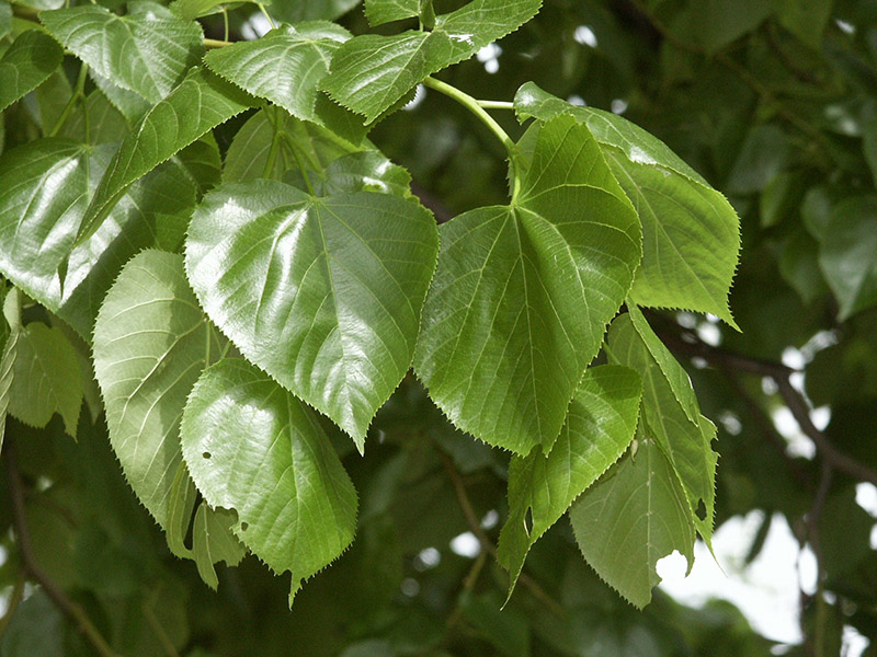 TILIA europaea ´Pallida´