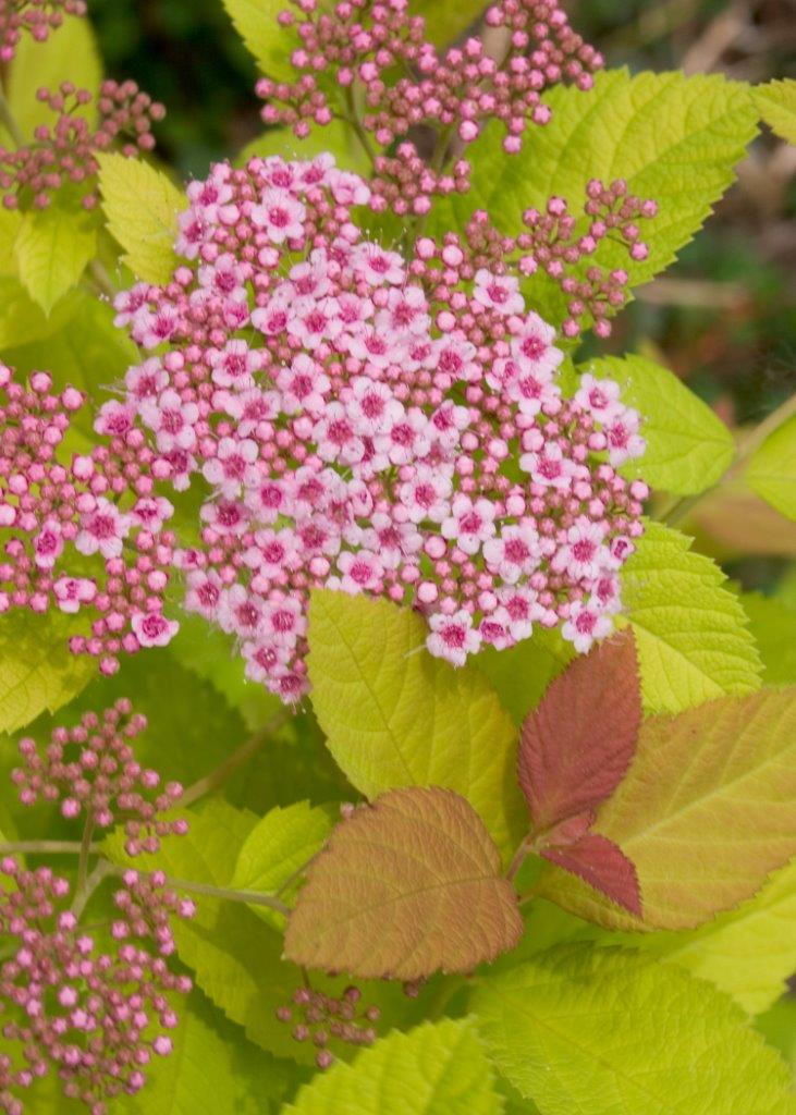 Spiraea-japonica-Double-Play-Big-Bang-10