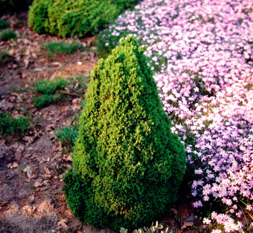 PICEA glauca ´Laurin´