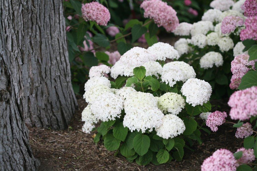 Hydrangea-arb-Bella-Ragazza-Blanchetta-2