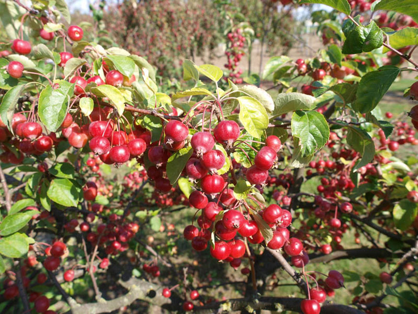 malus-evereste-10