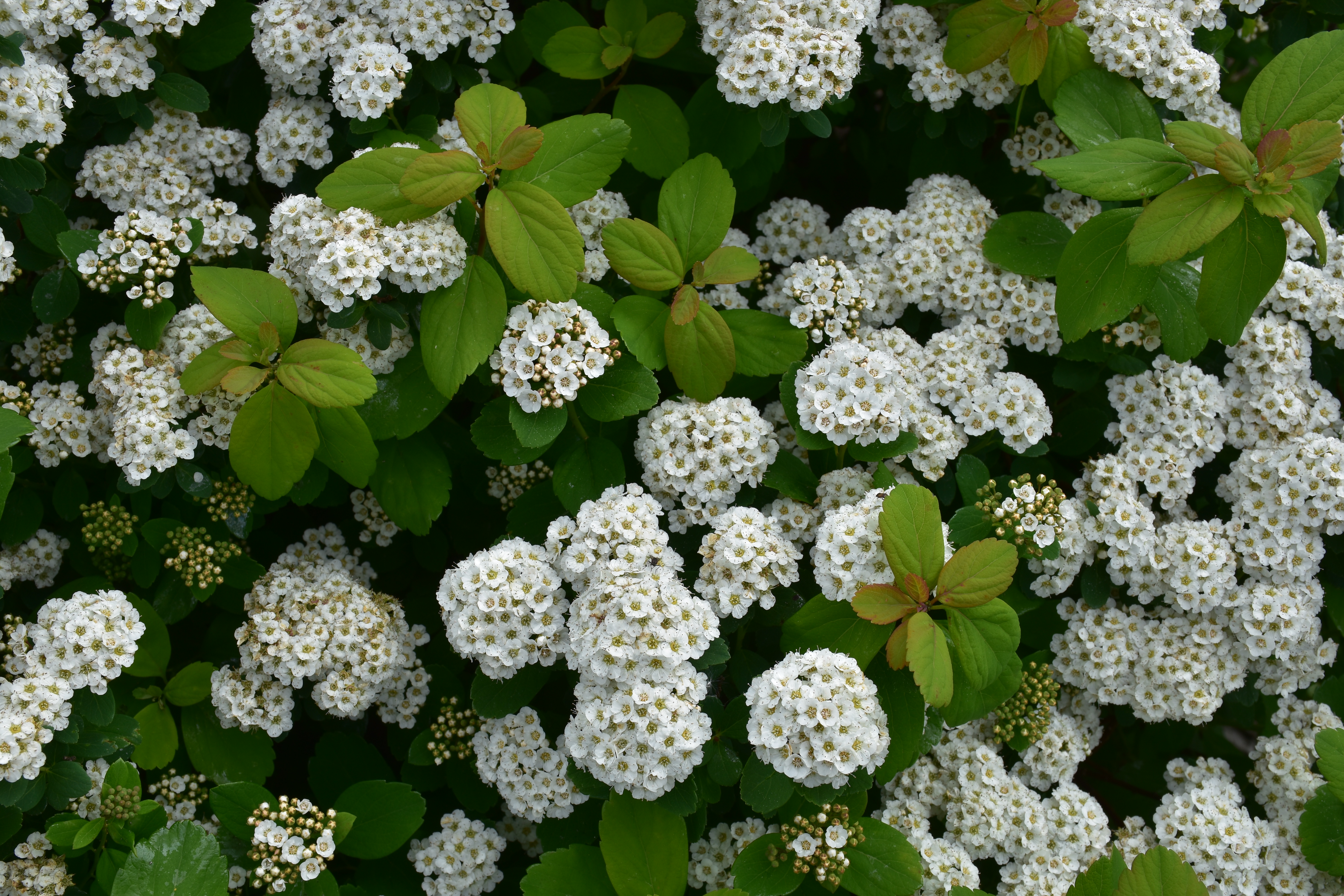 SPIRAEA betulifolia ´Tor´