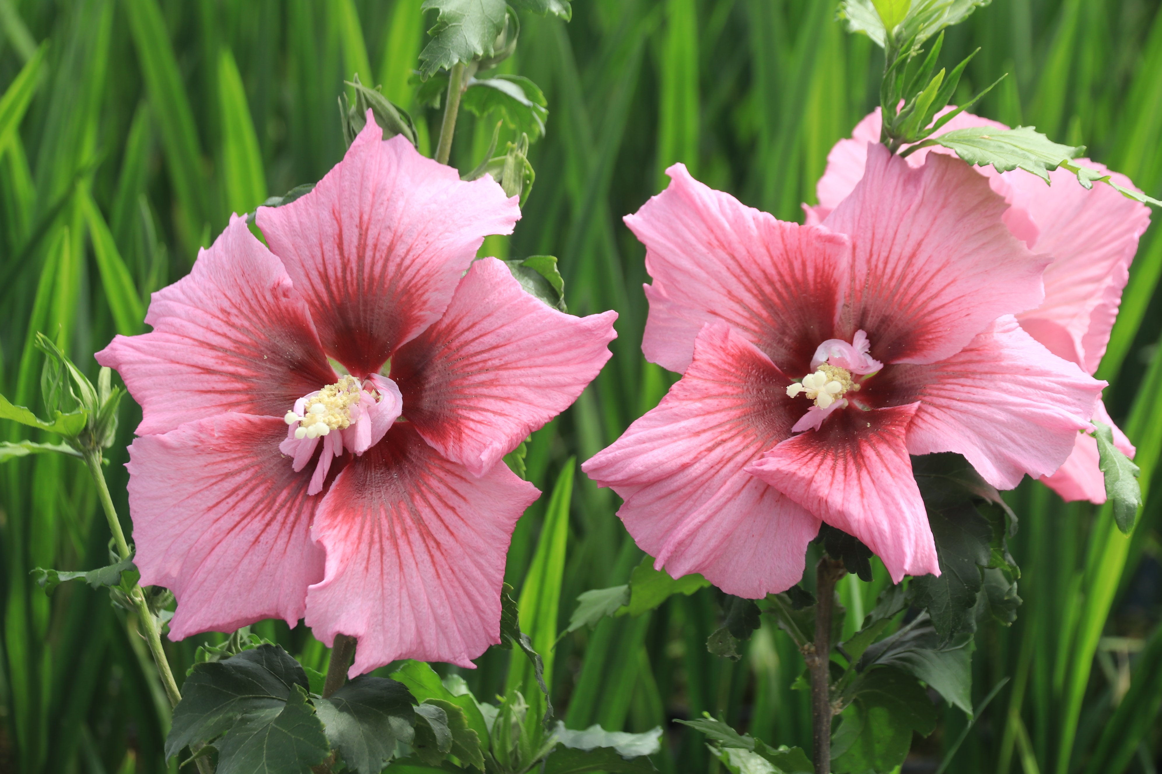 HIBISCUS ´Walberton’s® Lunar® Delight´ (´WALHIDELI´)Ⓢ