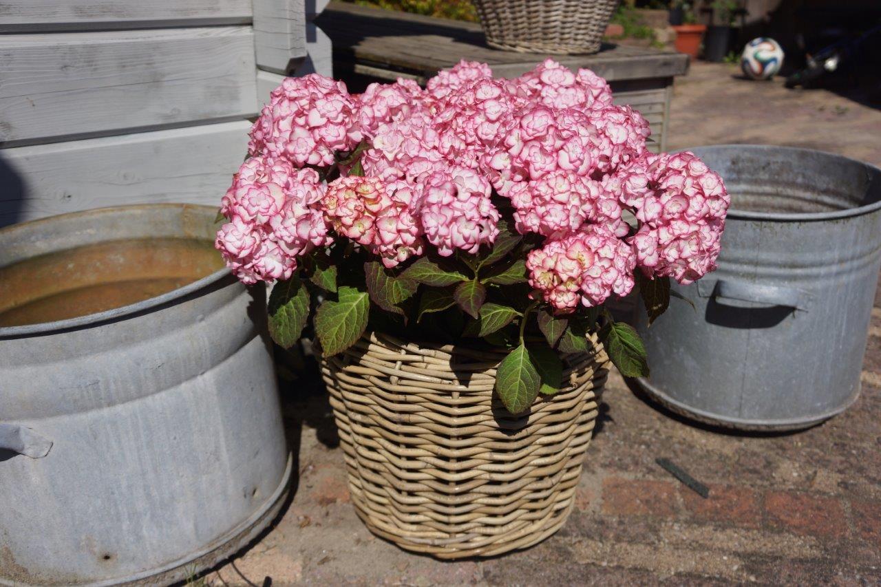 Hydrangea-macrophylla-Miss-Saori-15bd2dff4c1013