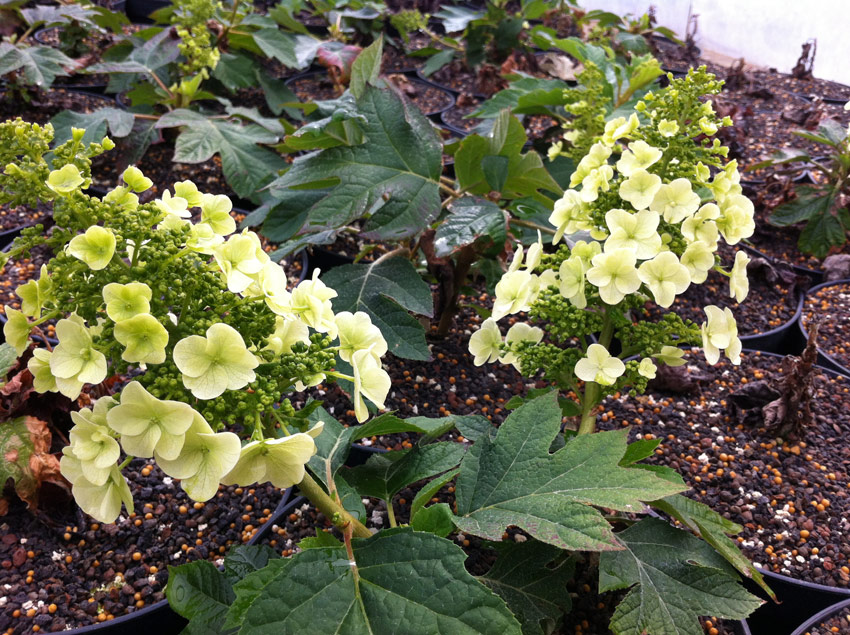 hydrangea-quercifolia-munchkin-5