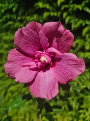 hisgare_2012