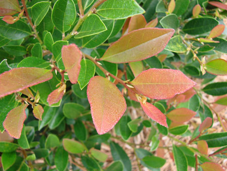 Distylium-First-Editions-Coppertone-2