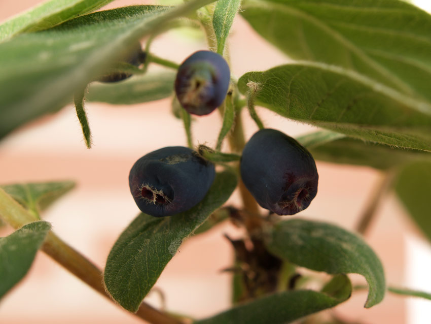 lonicera-kamtschatika-blue-velvet-13