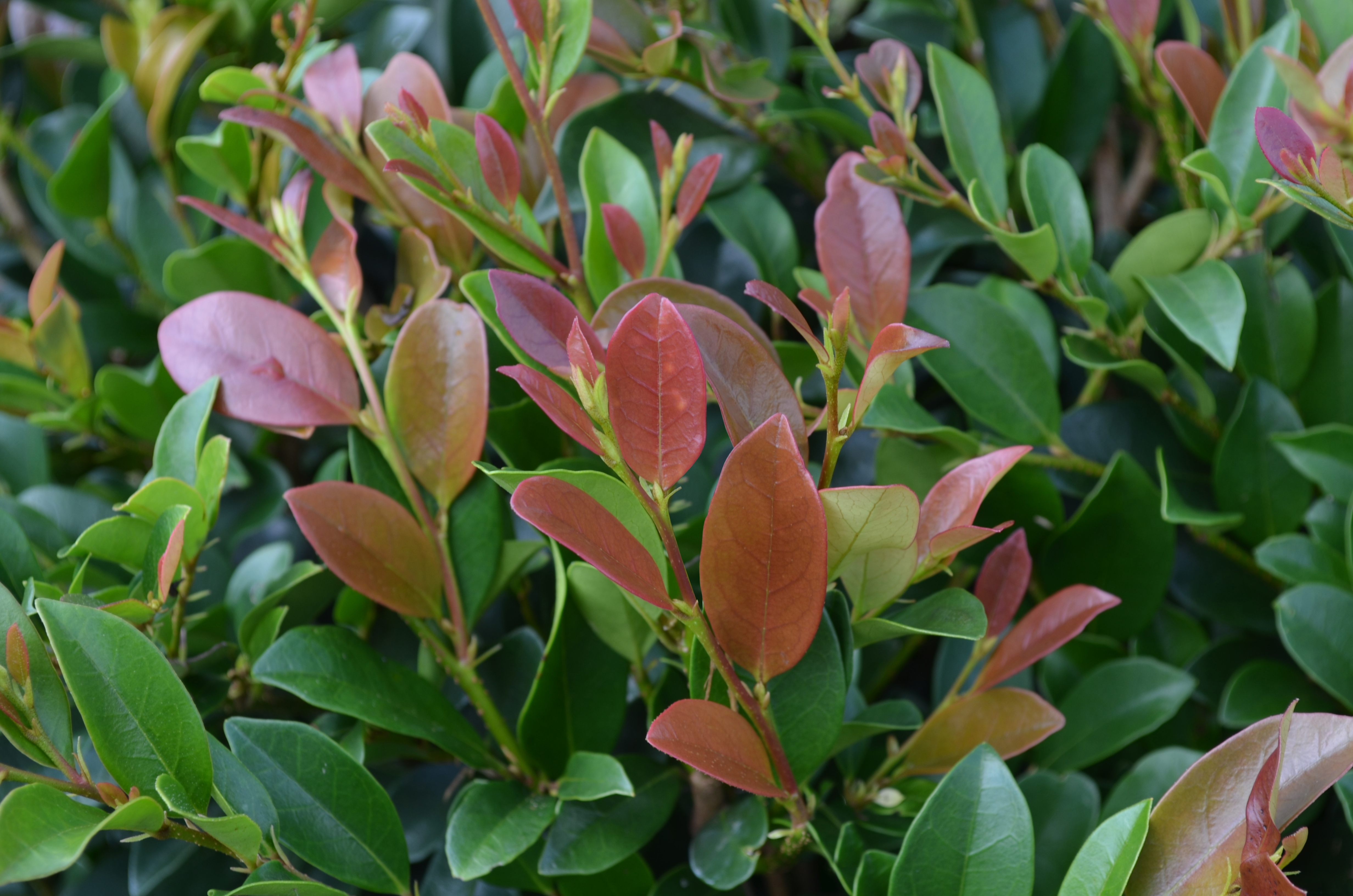 DISTYLIUM ´Linebacker´ (´PIIDIST-IV´)Ⓢ FE®