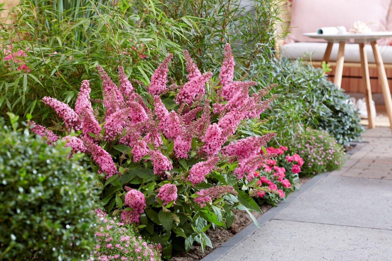 Buddleja-Butterfly-Candy-Little-Pink_visi198566 BUDDLEJA davidii ´Butterfly Candy® Little Pink´ (´BotEx005´)Ⓢ