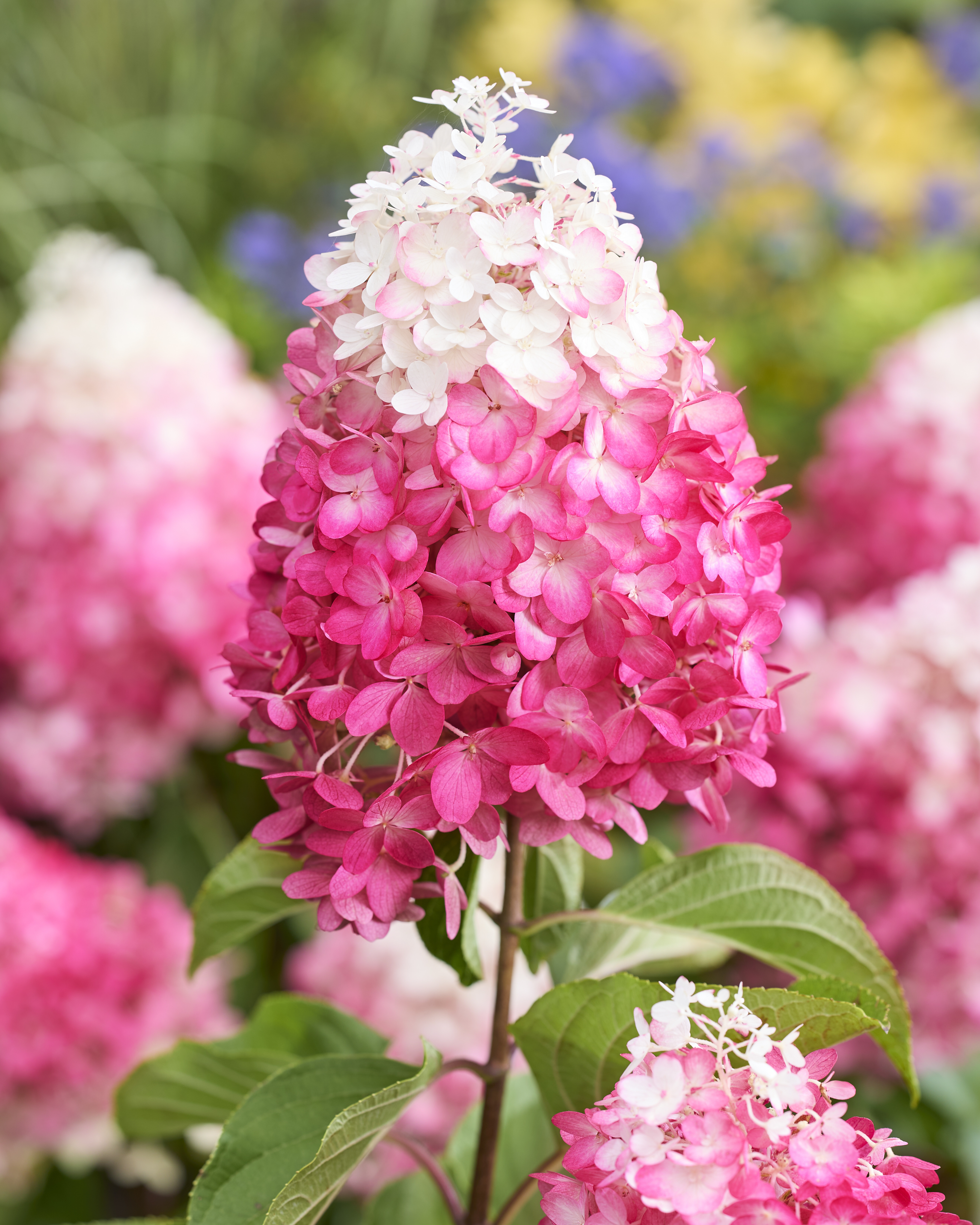 Hydrangea paniculata Living Red Velvet®Ⓢ