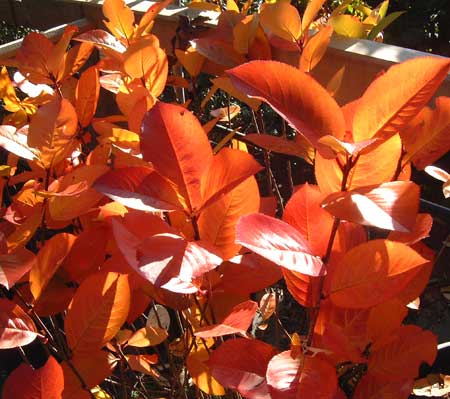 aronia-melanocarpa-viking-web2