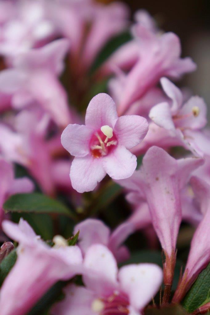 weigela-pink-poppet-17