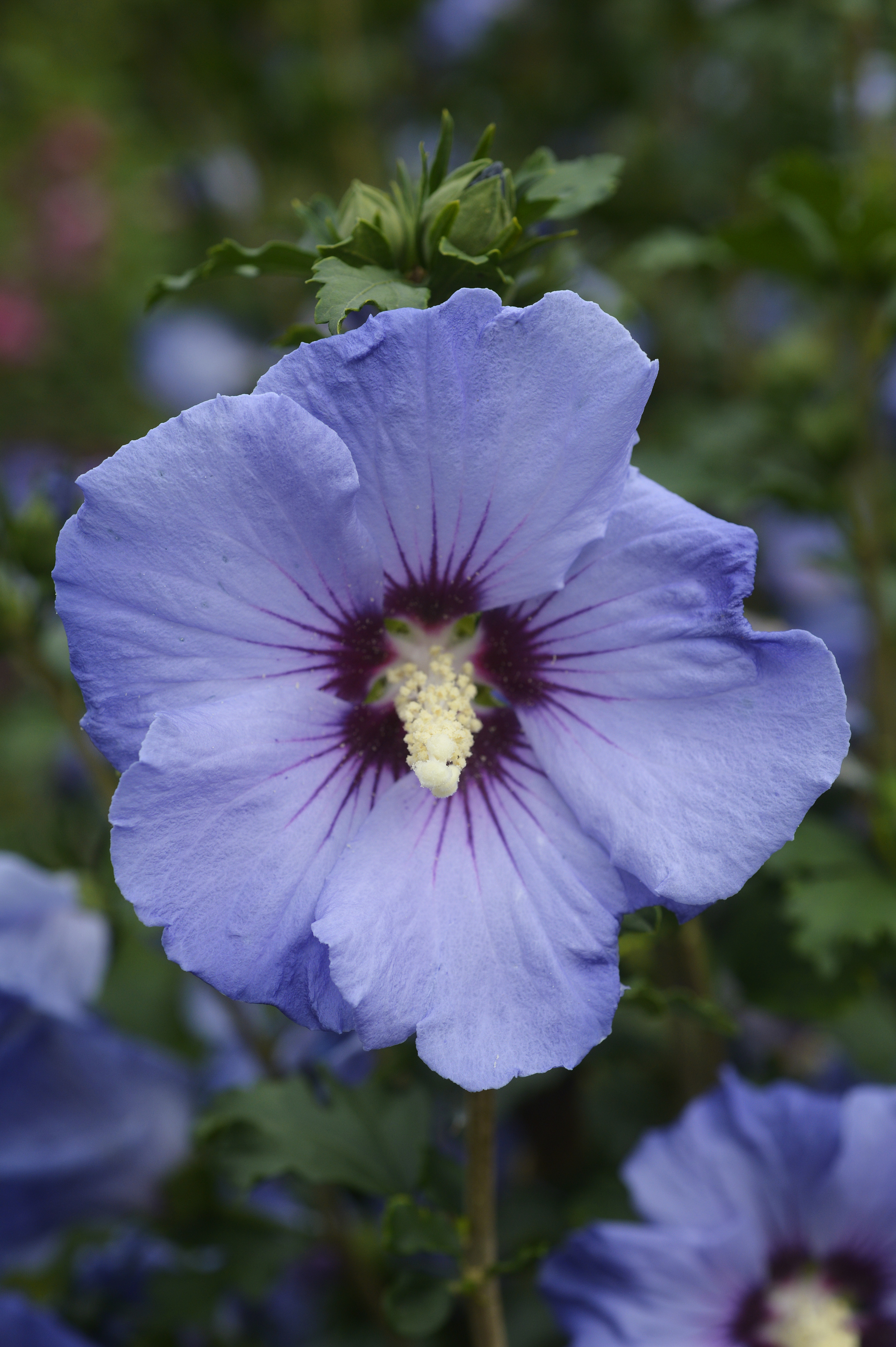 HIBISCUS syriacus ´SUP´Blue´® (´Minsyroi5´) Ⓢ